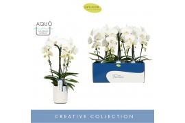 Phalaenopsis anthura madrid 3 tak fontano bellagio in white molise aqu