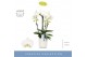 Phalaenopsis anthura madrid 3 tak fontano bellagio in white molise aqu 