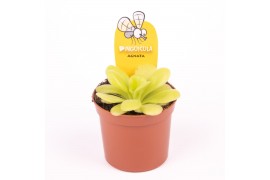 Vleesetende planten pinguicula agnata