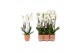 Phalaenopsis anthura madrid 4 tak - 25+ oranje keramiek 