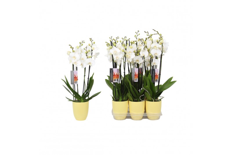 Phalaenopsis anthura madrid 4 tak - 25+ bloemen geel keramiek Phalaenopsis anthura madrid 4 tak - 25+ bloemen geel keramiek