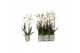 Phalaenopsis anthura madrid 4 tak - 25+ bloemen groen keramiek 