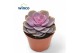 Echeveria perle von nurnberg 
