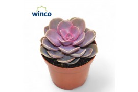 Echeveria perle von nurnberg