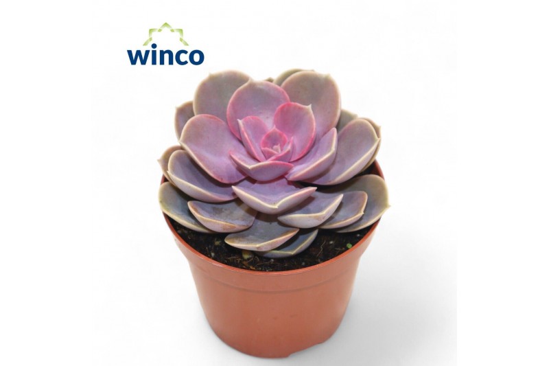 Echeveria perle von nurnberg 