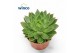 Echeveria agavoides Echeveria Agavoides 1 bl. 