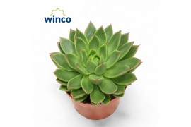 Echeveria agavoides Echeveria Agavoides 1 bl.