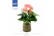 Arrangementen anthurium KARMA Pink | Agua di Karma | Melkbus 