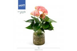 Arrangementen anthurium KARMA Pink | Agua di Karma | Melkbus