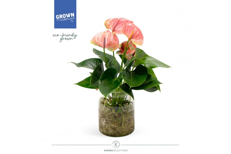 Arrangementen anthurium KARMA Pink | Agua di Karma | Melkbus Arrangementen anthurium KARMA Pink | Agua di Karma | Melkbus