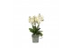 Phalaenopsis multiflora wit BO Flora P12 White 3-5 Spike 