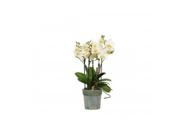 Phalaenopsis multiflora wit BO Flora P12 White 3-5 Spike