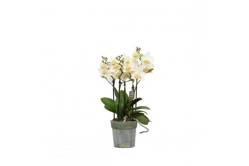 Phalaenopsis multiflora wit BO Flora P12 White 3-5 Spike Phalaenopsis multiflora wit BO Flora P12 White 3-5 Spike