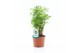 Polyscias hawaiiana ming 