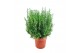 Rosmarinus officinalis 