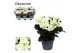 Begonia elatior du. joy white decorum 