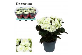 Begonia elatior du. joy white decorum