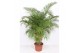 Dypsis lutescens 