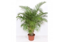Dypsis lutescens