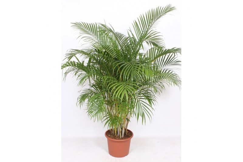 Dypsis lutescens 