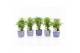 Polyscias hawaiiana ming in delft blue keramiek 