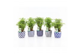 Polyscias hawaiiana ming in delft blue keramiek