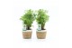 Polyscias hawaiiana ming in noah mand 