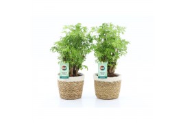 Polyscias hawaiiana ming in noah mand