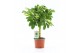 Schefflera arboricola gold capella 