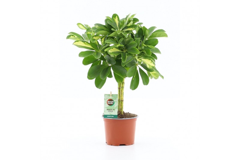 Schefflera arboricola gold capella 