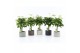 Schefflera arboricola gold capella in classic stone 