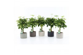 Schefflera arboricola gold capella in classic stone