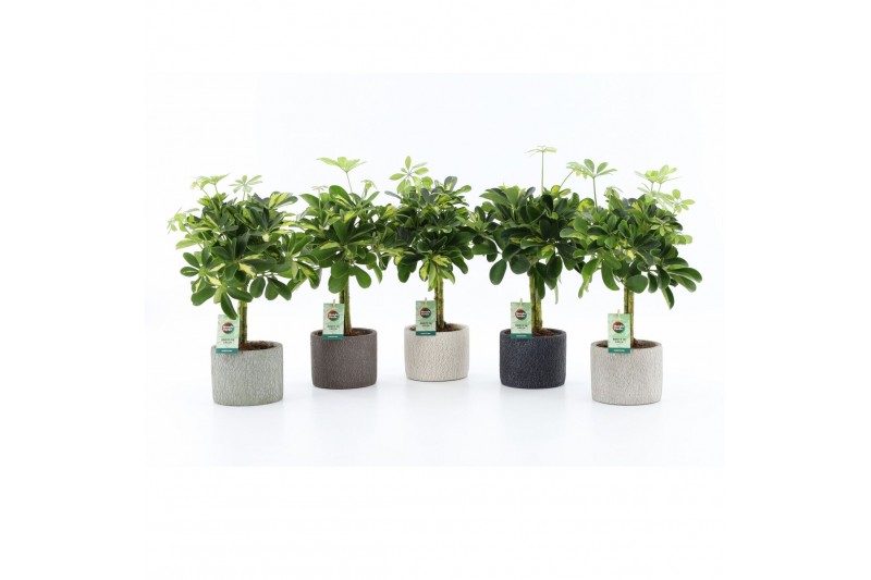 Schefflera arboricola gold capella in classic stone Schefflera arboricola gold capella in classic stone