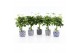 Schefflera arboricola gold capella in delft blue keramiek 