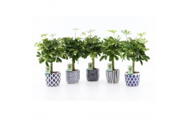 Schefflera arboricola gold capella in delft blue keramiek