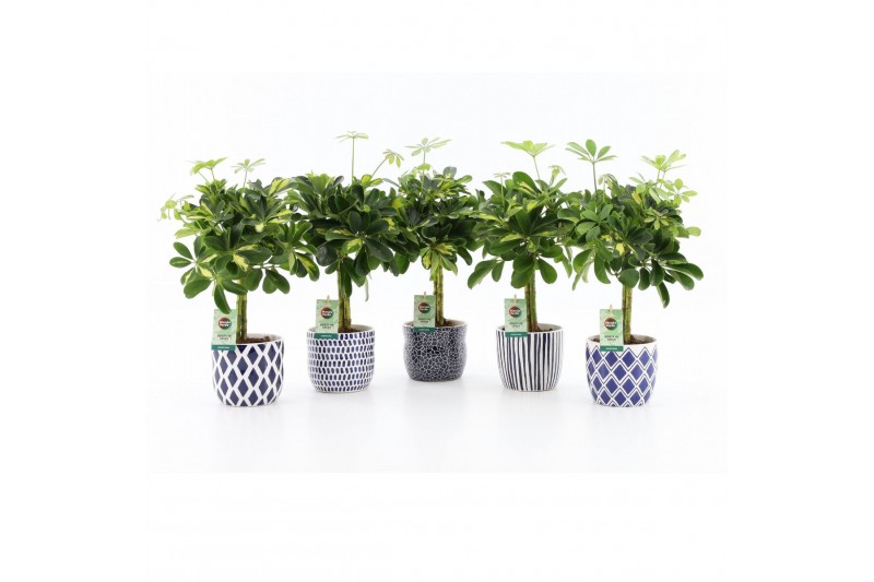 Schefflera arboricola gold capella in delft blue keramiek Schefflera arboricola gold capella in delft blue keramiek