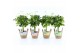Schefflera arboricola gold capella in noah mand pastel 