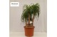 Beaucarnea recurvata vertakt nummer 42 