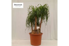 Beaucarnea recurvata vertakt nummer 42
