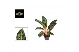 Aglaonema orange flame
