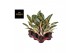 Aglaonema orange flame 