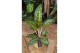 Aglaonema orange flame 