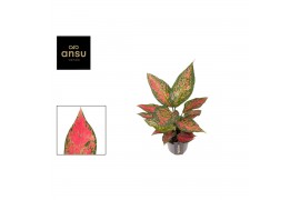 Aglaonema strawberry baby
