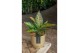 Aglaonema strawberry baby 