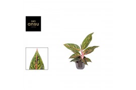 Aglaonema pepper bells