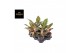 Aglaonema pepper bells 