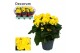 Begonia elatior du. rebecca geel decorum 