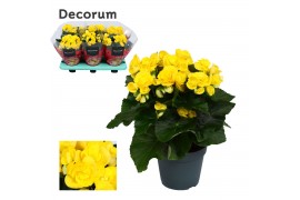 Begonia elatior du. rebecca geel decorum