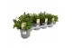 Mentha spicata maroc 