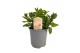 Mentha spicata maroc 